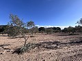 Non-Buildable Plot with 120 Olive Trees and Irrigation Water in Sax in Alicante Property