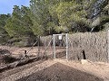 Non-Buildable Plot with 120 Olive Trees and Irrigation Water in Sax in Alicante Property