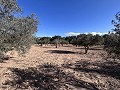 Non-Buildable Plot with 120 Olive Trees and Irrigation Water in Sax in Alicante Property