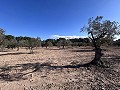 Non-Buildable Plot with 120 Olive Trees and Irrigation Water in Sax in Alicante Property