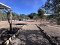 Non-Buildable Plot with 120 Olive Trees and Irrigation Water in Sax in Alicante Property