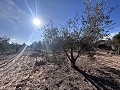 Non-Buildable Plot with 120 Olive Trees and Irrigation Water in Sax in Alicante Property