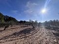 Non-Buildable Plot with 120 Olive Trees and Irrigation Water in Sax in Alicante Property