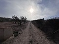 Non-Buildable Plot with 120 Olive Trees and Irrigation Water in Sax in Alicante Property