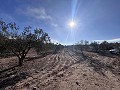 Non-Buildable Plot with 120 Olive Trees and Irrigation Water in Sax in Alicante Property