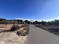 Non-Buildable Plot with 120 Olive Trees and Irrigation Water in Sax in Alicante Property