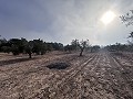 Non-Buildable Plot with 120 Olive Trees and Irrigation Water in Sax in Alicante Property