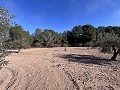 Non-Buildable Plot with 120 Olive Trees and Irrigation Water in Sax in Alicante Property