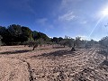 Non-Buildable Plot with 120 Olive Trees and Irrigation Water in Sax in Alicante Property