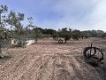 Non-Buildable Plot with 120 Olive Trees and Irrigation Water in Sax in Alicante Property