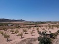 Solar edificable con agua, luz y árboles in Alicante Property