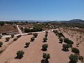 Solar edificable con agua, luz y árboles in Alicante Property