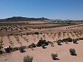 Solar edificable con agua, luz y árboles in Alicante Property