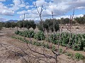 Semi-detached country house in La Romana in Alicante Property