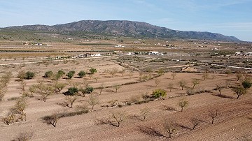 Terre dans Alicante, Pinoso