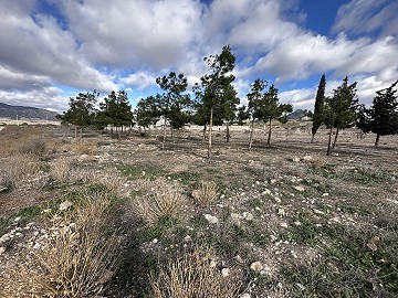 Land in Alicante, Salinas