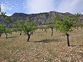 Legales Baugrundstück mit Stadtwasser und Strom in Salinas bei Sax in Alicante Property