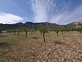 Legales Baugrundstück mit Stadtwasser und Strom in Salinas bei Sax in Alicante Property