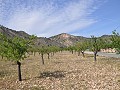 Legales Baugrundstück mit Stadtwasser und Strom in Salinas bei Sax in Alicante Property