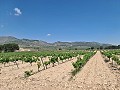 2 Parcelles à Salinas avec eau et électricité in Alicante Property