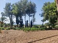 Country House with a pool and outbuildings in Alicante Property