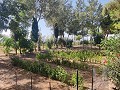 Country House with a pool and outbuildings in Alicante Property