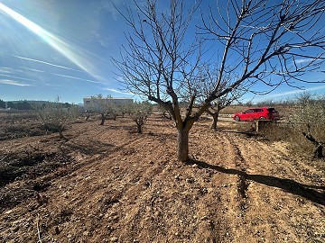 Parcela sin edificar en Rodriguillo, Pinoso