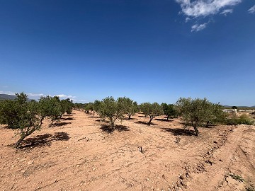 Stort stykke jord med oliventræer