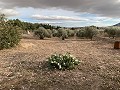 Villa met 3 slaapkamers, groot zwembad en loopafstand van de stad in Alicante Property