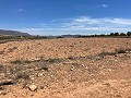 15.000m2 de terreno en Pinoso con luz en el lugar y agua potable cerca in Alicante Property