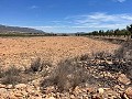 15.000m2 de terreno en Pinoso con luz en el lugar y agua potable cerca in Alicante Property