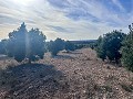 Country House with Pool and Guest House between Sax and Salinas in Alicante Property